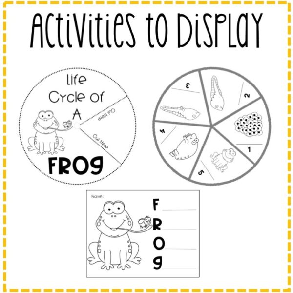 Life Cycle of a Frog Craftivity & Bulletin Board Kit Life Cycle of a Frog Craftivity & Bulletin Board Kit